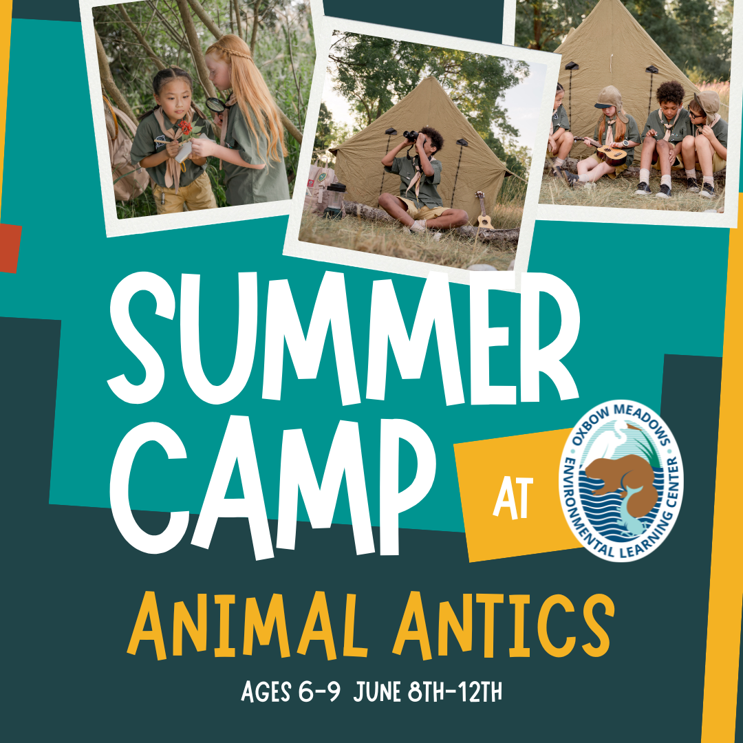 Animal Antics Summer Camp (6-9yrs) SOLD OUT