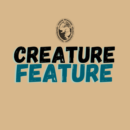 Creature Feature