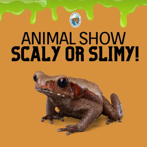 Programs & Events at Oxbow Meadows - Animal Show: Slimy or Scaly?