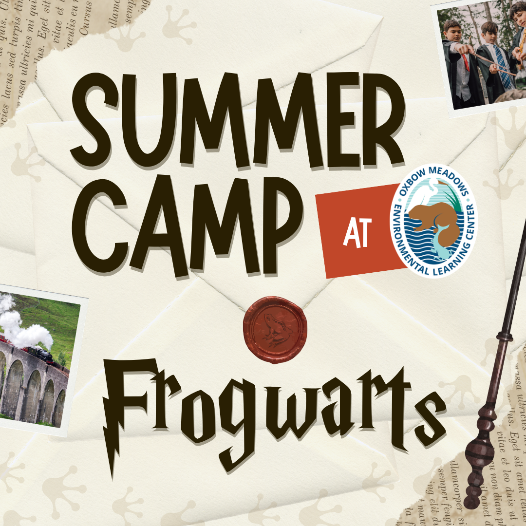 Frogwarts Summer Camp (7-11yrs) SOLD OUT