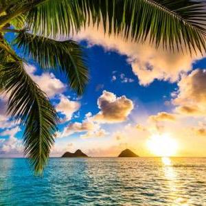 JS Calendar -Sandling Wood Floors In Hawaii