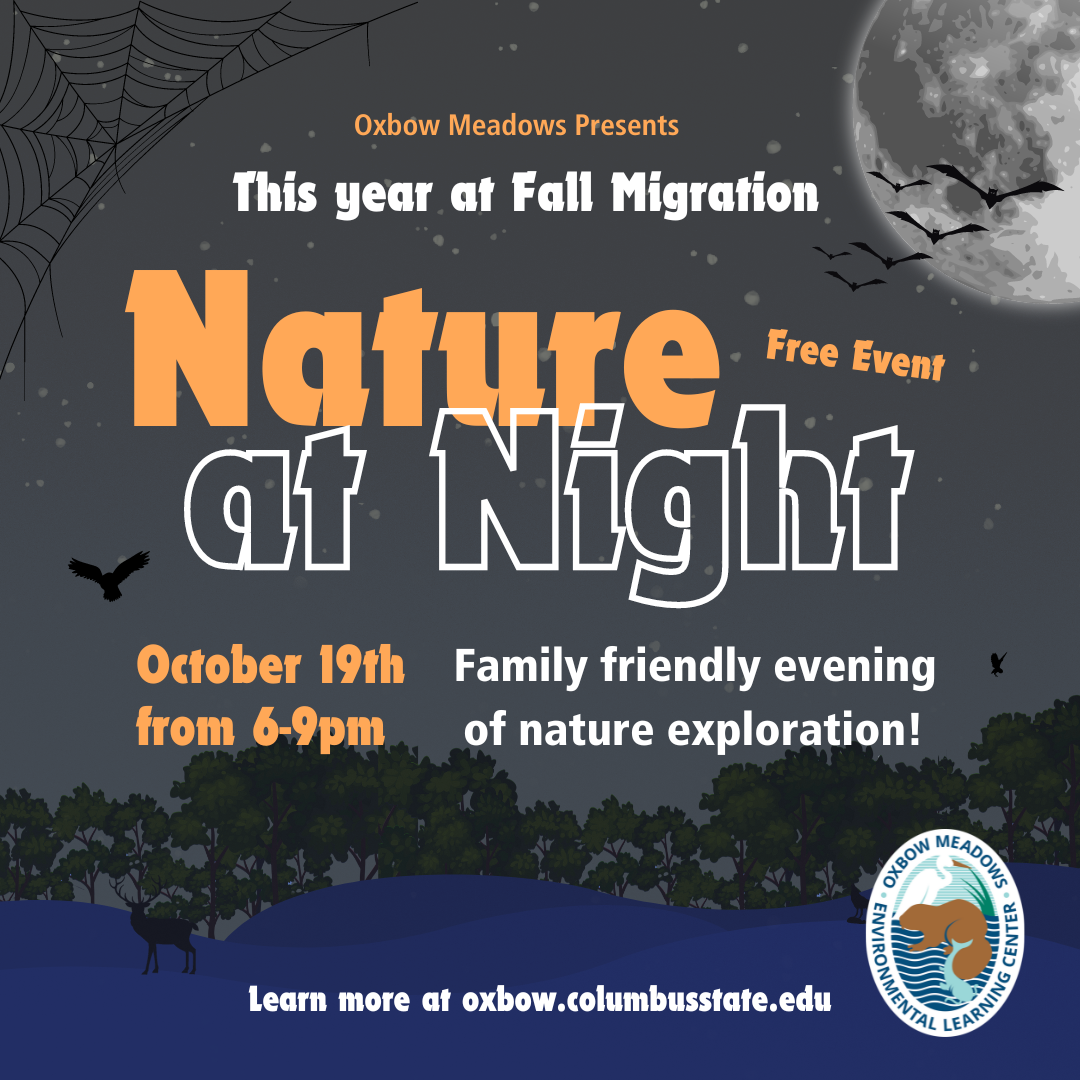 Fall Migration: Nature at Night